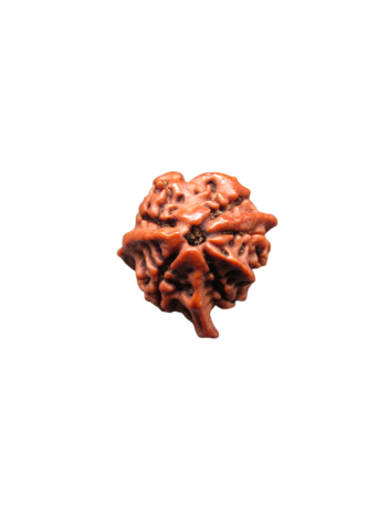 original-5-mukhi-tri-medha-ganesh-rudraksha