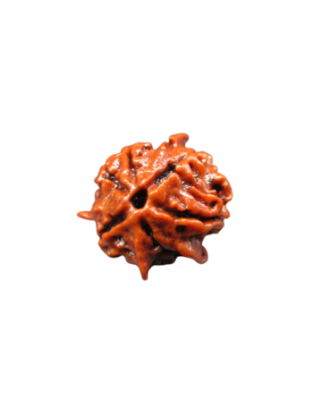 tri-medha-5-mukhi-real-ganesh-rudraksha