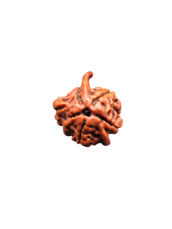 4-Mukhi-Tri-Medha-Ganesh-Rudraksha