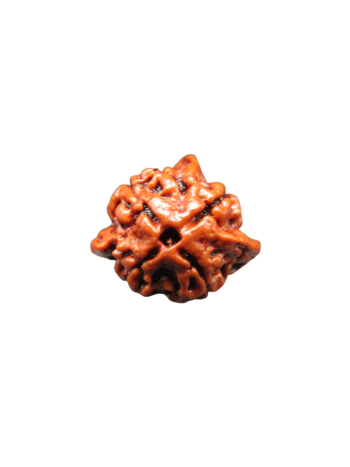  4-faced-tri-medha-ganesh-rudraksha