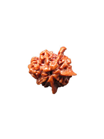 4-mukhi-tri-medha-ganesh-rudraksha-bead