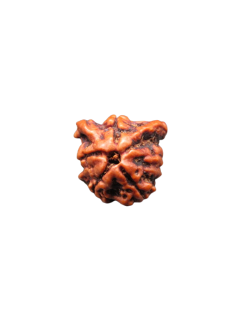 tri-medha-4-mukhi-ganesh-rudraksha