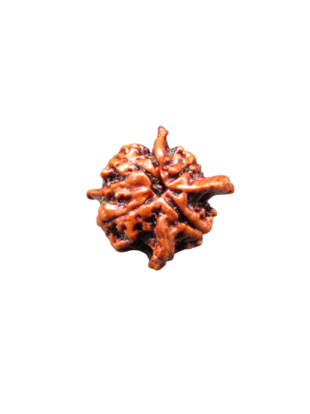 4-Mukhi-Chatur-Medha-Real-Rudraksha-Bead-Quadruple-Intellect-Fourfold-Medha-Rudraksha