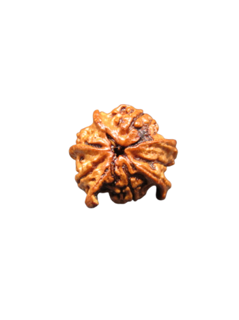 4-Mukhi-Chatur-Medha-Real-Rudraksha-Bead-Quadruple-Intellect-Fourfold-Medha-Rudraksha