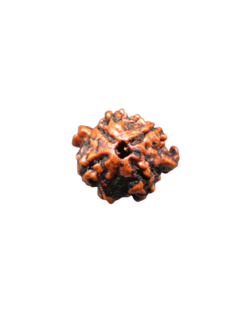 4-Mukhi-Chatur-Medha-Real-Rudraksha-Bead-Quadruple-Intellect-Fourfold-Medha-Rudraksha