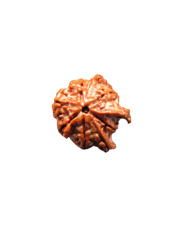 5-mukhi-tri-medha-ganesh-rudraksha