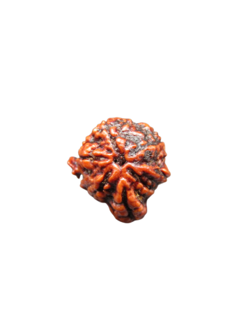 5-mukhi-tri-medha-ganesh-rudraksha