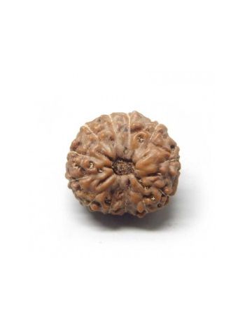 Natural 12 Mukhi / Twelve Face Real Rudraksha With Certificate (RUJ12-001) (JAVA)