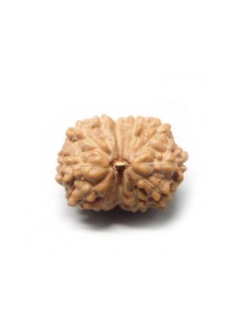 Natural 12 Mukhi / Twelve Face Real Rudraksha With Certificate (RUJ12-002) (JAVA)