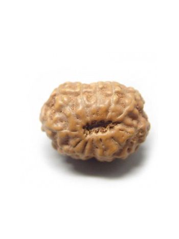 Natural 12 Mukhi / Twelve Face Real Rudraksha With Certificate (RUJ12-003) (JAVA)