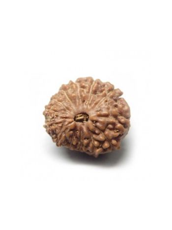 Natural 12 Mukhi / Twelve Face Real Rudraksha With Certificate (RUJ12-004) (JAVA)