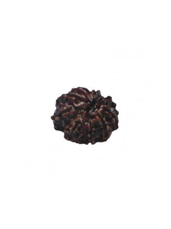 Natural 9- Mukhi Rudraksha With Certificate (RUC09-007)- (NEPAL)