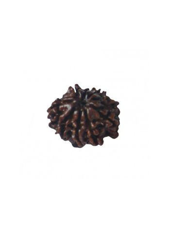 Natural 9- Mukhi Rudraksha With Certificate (RUC09-008)- (NEPAL)