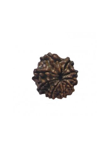 Natural 9- Mukhi Rudraksha With Certificate (RUC09-009)- (NEPAL)