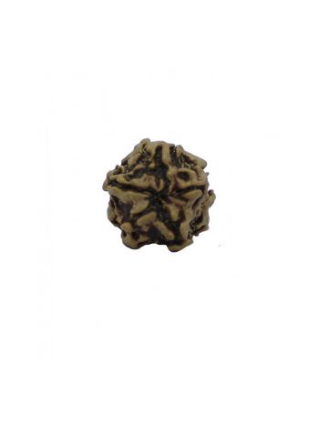 Original One Face Rudraksha With Certificate (RU01-110)- (NEPAL)
