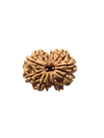 Pure 12 Mukhi / Twelve Face Real Energized Rudraksha With Certificate (NEPAL) (RUC12-003)