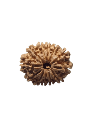 12-Mukhi-Rudraksha