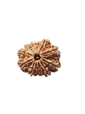 12-Mukhi-Rudraksha