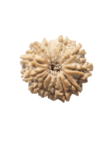 12 Faced Real Rudraksha, Certified Authentic Barah Mukhi Bead From Nepal (RUC12-029)