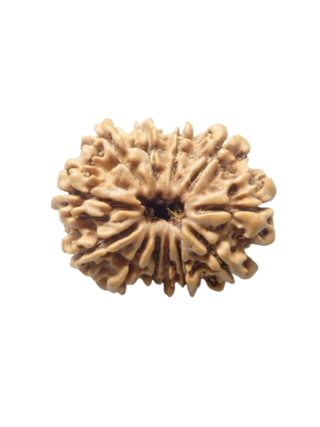 12-Mukhi-Rudraksha