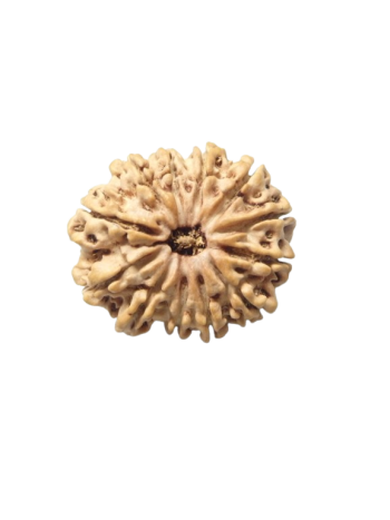 Twelve Faced Real Rudraksha, Certified Original Barah Mukhi Bead From Nepal (RUC12-009)