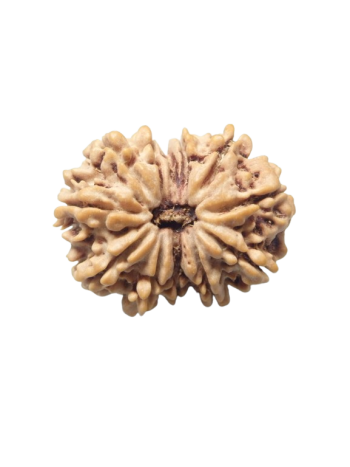 Twelve Faced Real Rudraksha, Certified Authentic Barah Mukhi Bead From Nepal (RUC12-010)