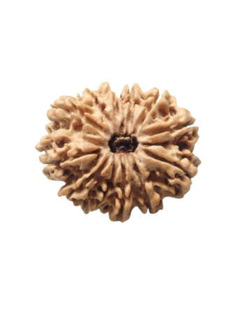 Twelve Faced Real Rudraksha, Certified Natural Barah Mukhi Bead From Nepal (RUC12-011)