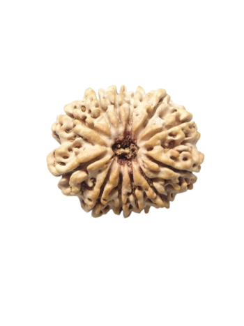 Twelve Faced Real Rudraksha, Certified Pure Barah Mukhi Bead From Nepal (RUC12-013)
