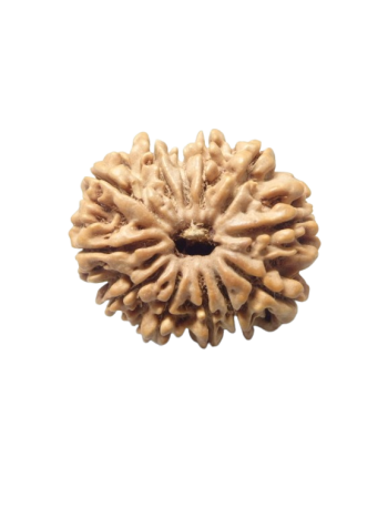 12 Faced Real Rudraksha, Certified Original Barah Mukhi Bead From Nepal (RUC12-015)