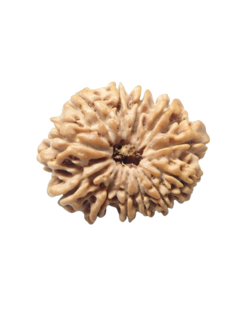 12-Mukhi-Rudraksha