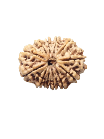 12-Mukhi-Rudraksha