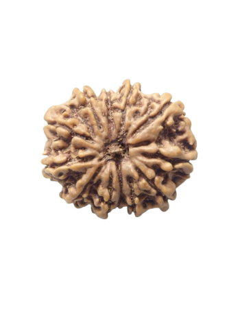 12-Mukhi-Rudraksha