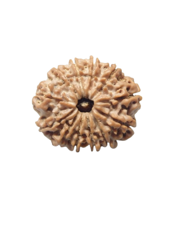 12-Mukhi-Rudraksha
