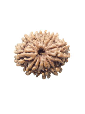 100% Original Certified 12 Mukhi Nepali Energized Real Rudraksha Bead (RUC12-022)