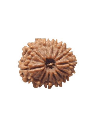 12-Mukhi-Rudraksha