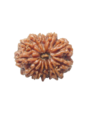 Authentic 12 Mukhi Nepali Real Energized Rudraksha With Certificate (RUC12-027)