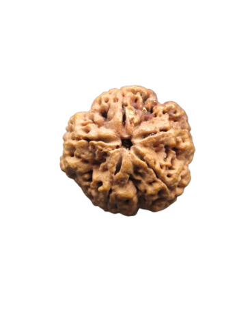5-Mukhi-Rudraksha-Collector-Bead
