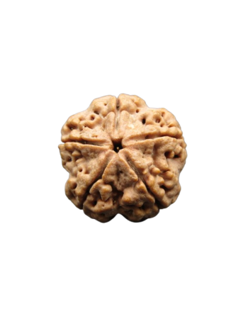 Five-Mukhi-Rudraksha-Collector-Beads