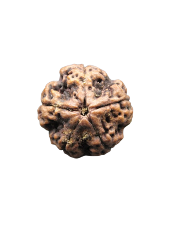 Panch-Mukhi-Rudraksha-Collector-Beads