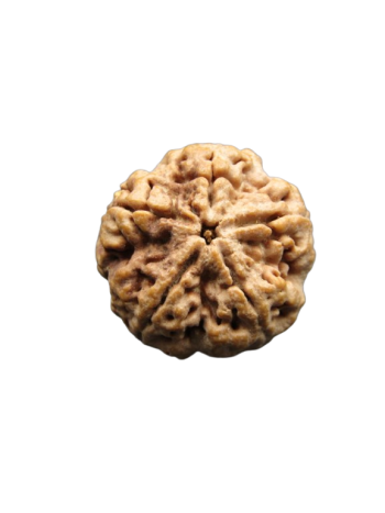 5-Mukhi-Rudraksha-Collector-Beads