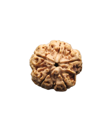5-Mukhi-Rudraksha-Collector-Beads