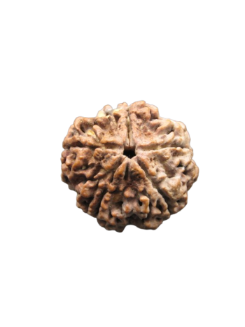 5 Faced Rudraksha Collector Bead | Five Mukhi Real Rudraksha Bead | 5 Faced Rudraksha Bead from Nepal | Buy Online Natural Shiva Rudraksha Beads - Collector Rudraksha Bead (RUB05-037)