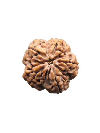 5-Mukhi-Rudraksha-Collector-Beads