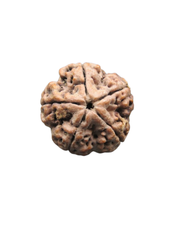 Five-Faced-Rudraksha-Collector-Beads