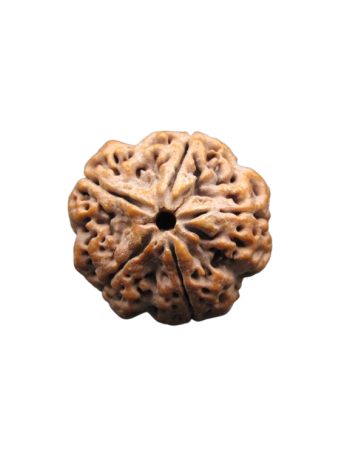 5-Mukhi-Rudraksha-Collector-Beads