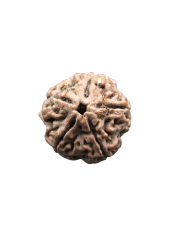 Paanch-Mukhi-Rudraksha-Collector-Beads