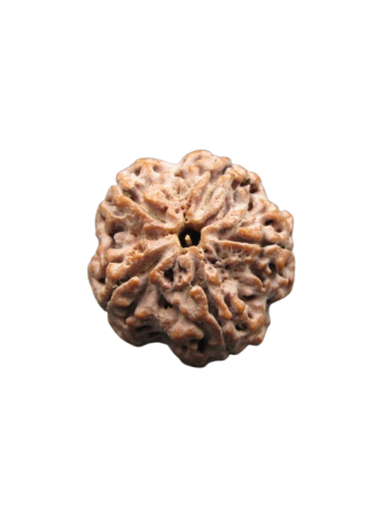 5-Mukhi-Rudraksha-Collector-Beads