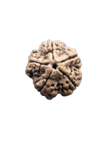 Five-Mukhi-Rudraksha-Collector-Beads