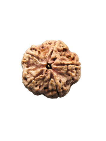 Five-Mukhi-Real-Rudraksha-Collector-Beads