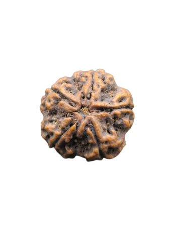 5-Mukhi-Nepali-Rudraksha-Collector-Beads